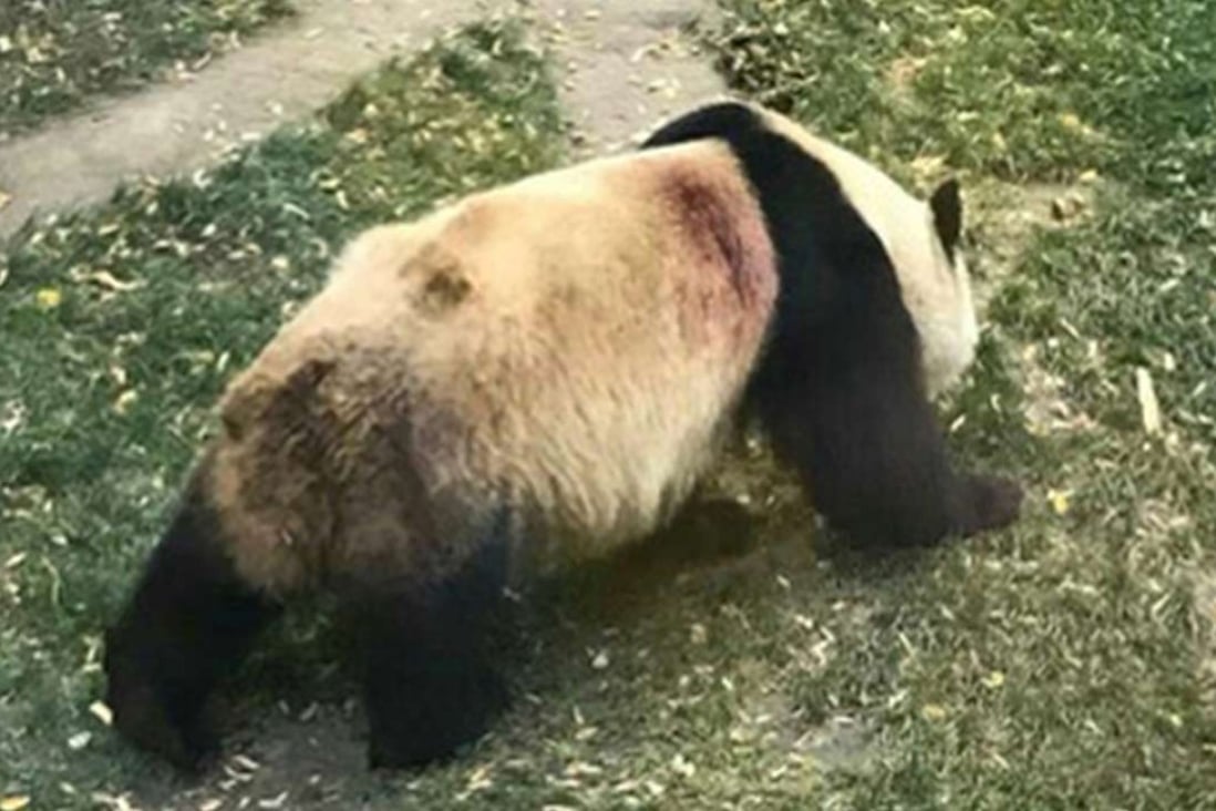 A photo showing what appear to be wounds on the back of Gungun the panda at the Lanzhou Wuquanshan City Zoo. Photo: SCMP Pictures