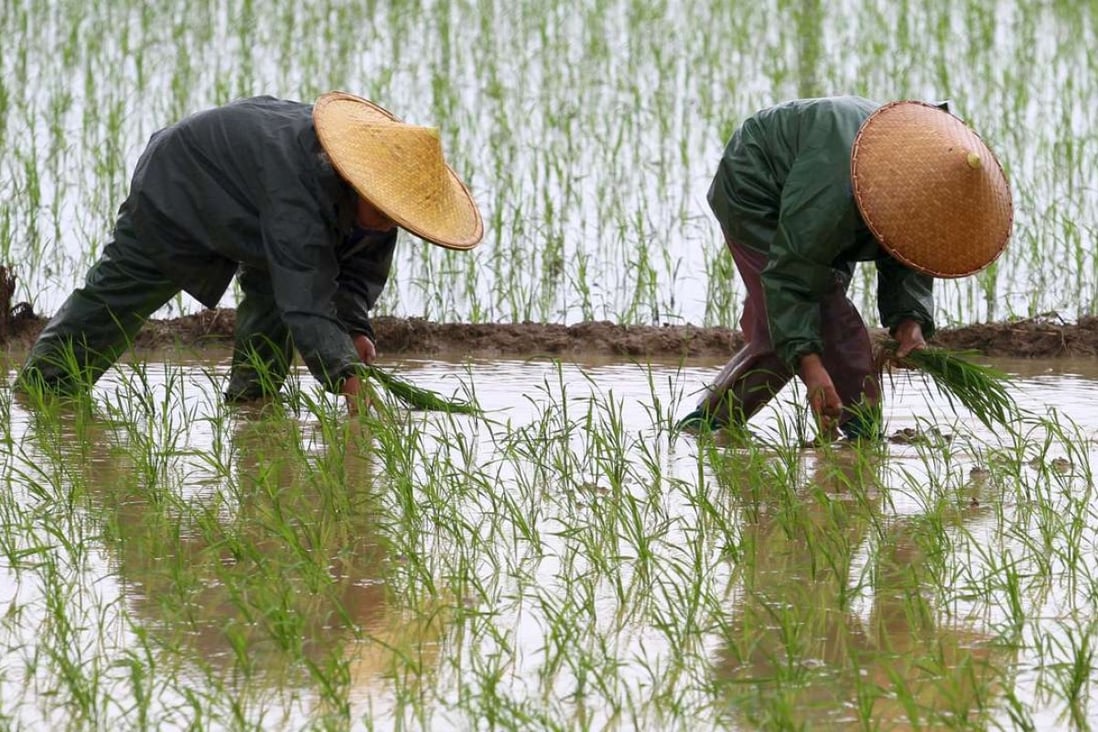Farmers transplant rice seedlings in the Guangxi Zhuang autonomous region in May 2013. Farmers can be offered subsidies as an incentive for them to stay on the land instead of becoming migrant workers. Photo: Xinhua