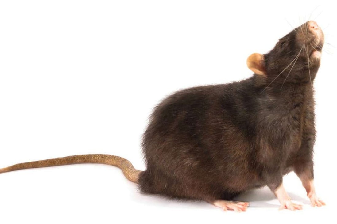 The deputy governor did not say how residents should catch rats and whether they should be dead or alive when handed over to authorities - but urged people to refrain from using firearms. Photo: Shutterstock