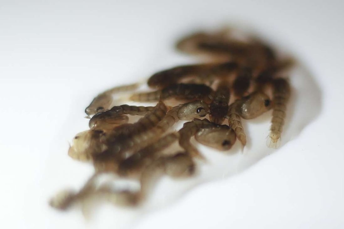 Larvae of the Aedes aegypti mosquito, infected with the Wolbachia bacteria which alters the reproductive capability of its host, are seen in a lab in Sao Paulo, Brazil, on Wednesday. Photo: AFP