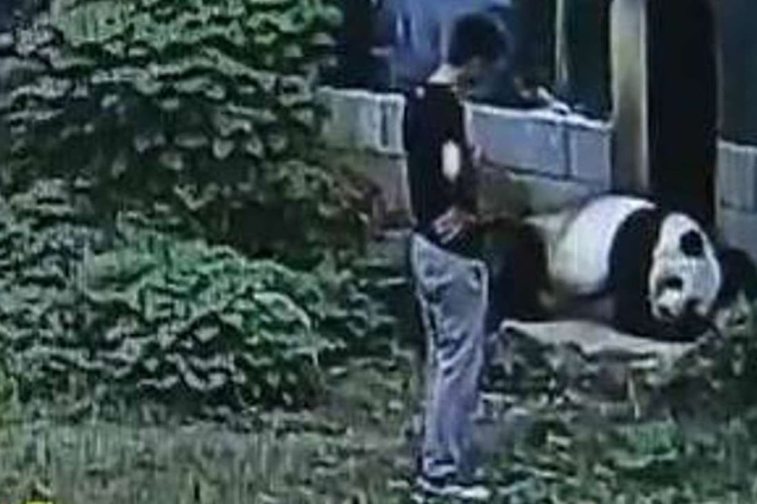 The Chinese climbed into the giant panda enclosure at Nanchung Zoo last Thursday. Photo: SCMP Pictures