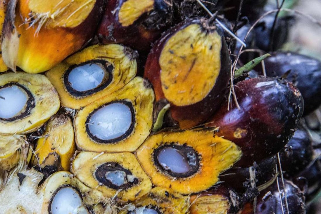 A palm oil fruit bunch. Photo: Bloomberg