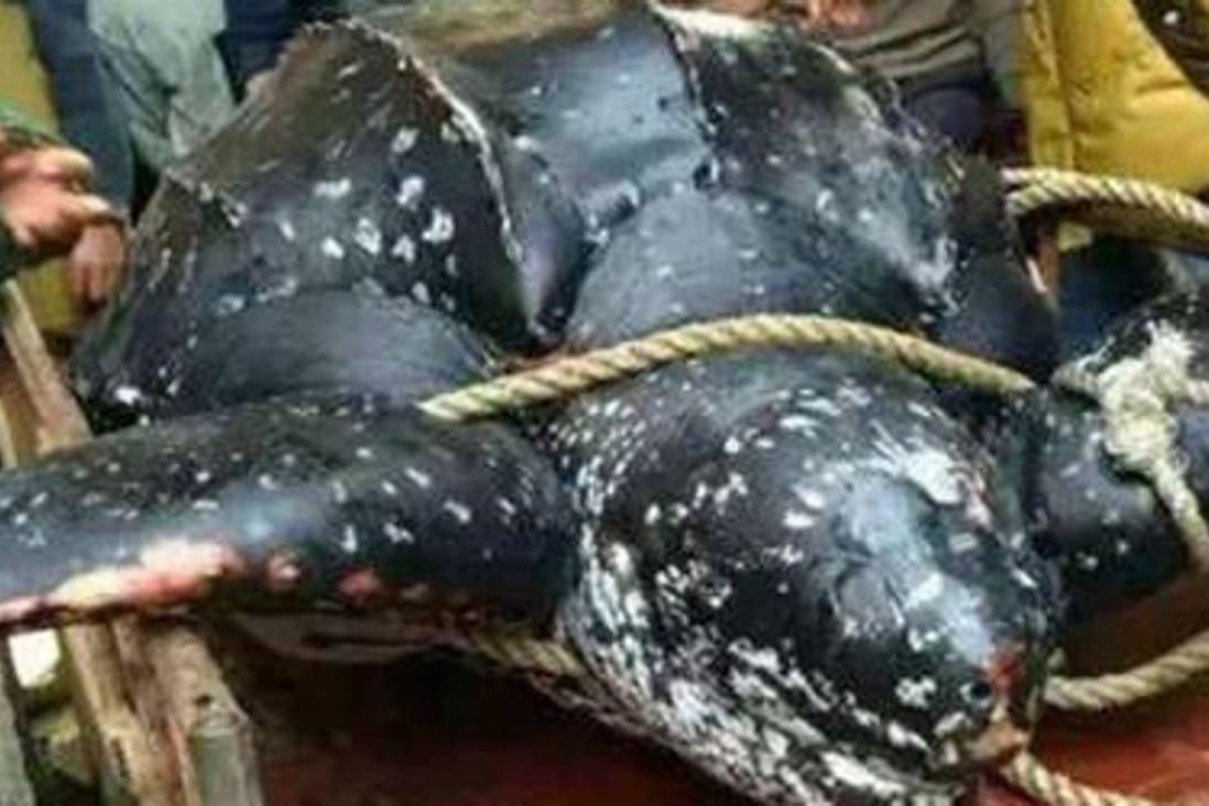 Slaughter Of 200kg Sea Turtle In Southern China Exposed After Gruesome Photos Appear On Social Media South China Morning Post