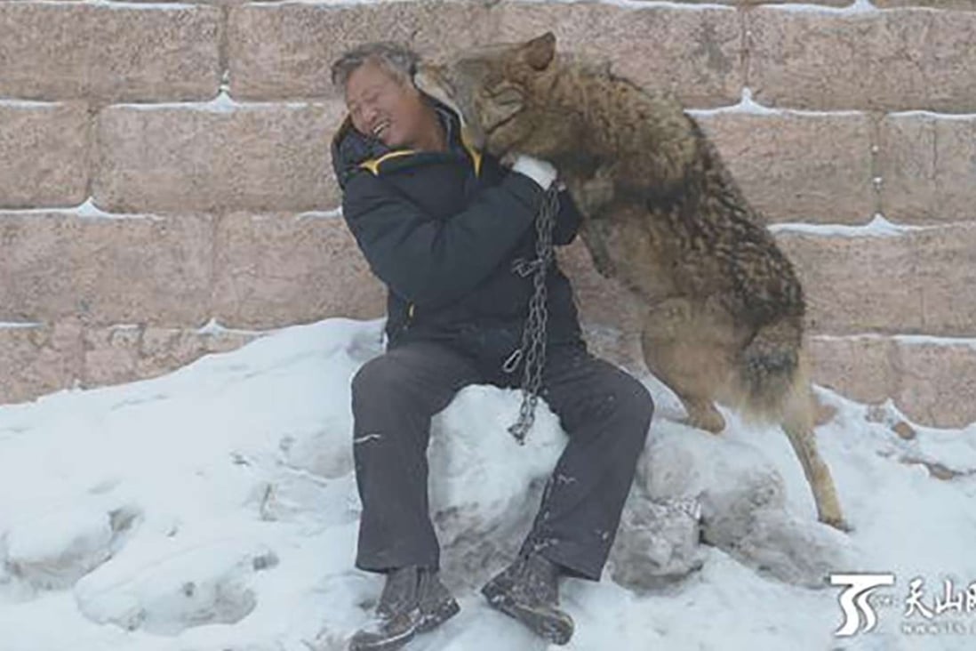 Yang Changsheng, with one of the wolves he looks after at his breeding centre in Changji prefecture, in China’s Xinjiang Uygur autonomous region. Photo: News.ts.cn