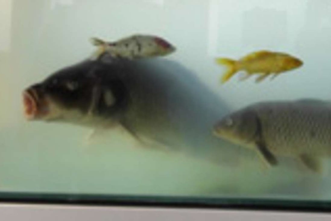 A transgenic giant carp in a fish tank with gold fish and a common carp at a scientific conference in Beijing in November. Photo: Chinese Academy of Sciences