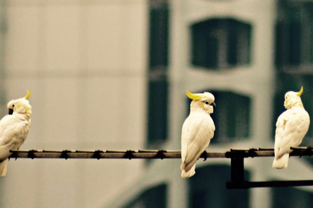 Three yellow-crested cockatoos living in the wild in Hong Kong. Photo: Timothy Bonebrake