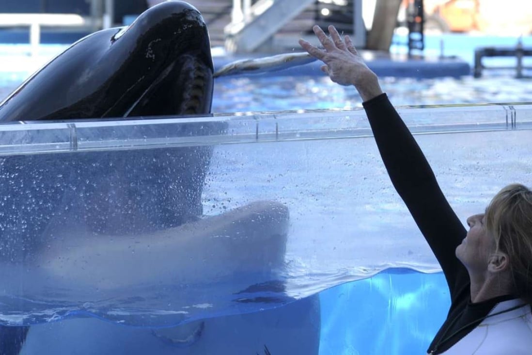 Tilikum, orca that inspired ‘Blackfish’ documentary, dies South China