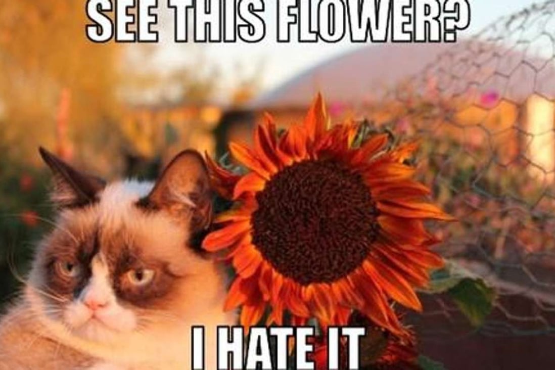 Grumpy Cat is the star of popular memes – and now of a video game.