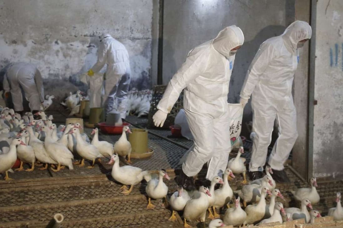 Local officials in Hunan province culled a further 2,067 birds after the latest bird flu outbreak at a goose farm, which killed geese. File photo: Reuters