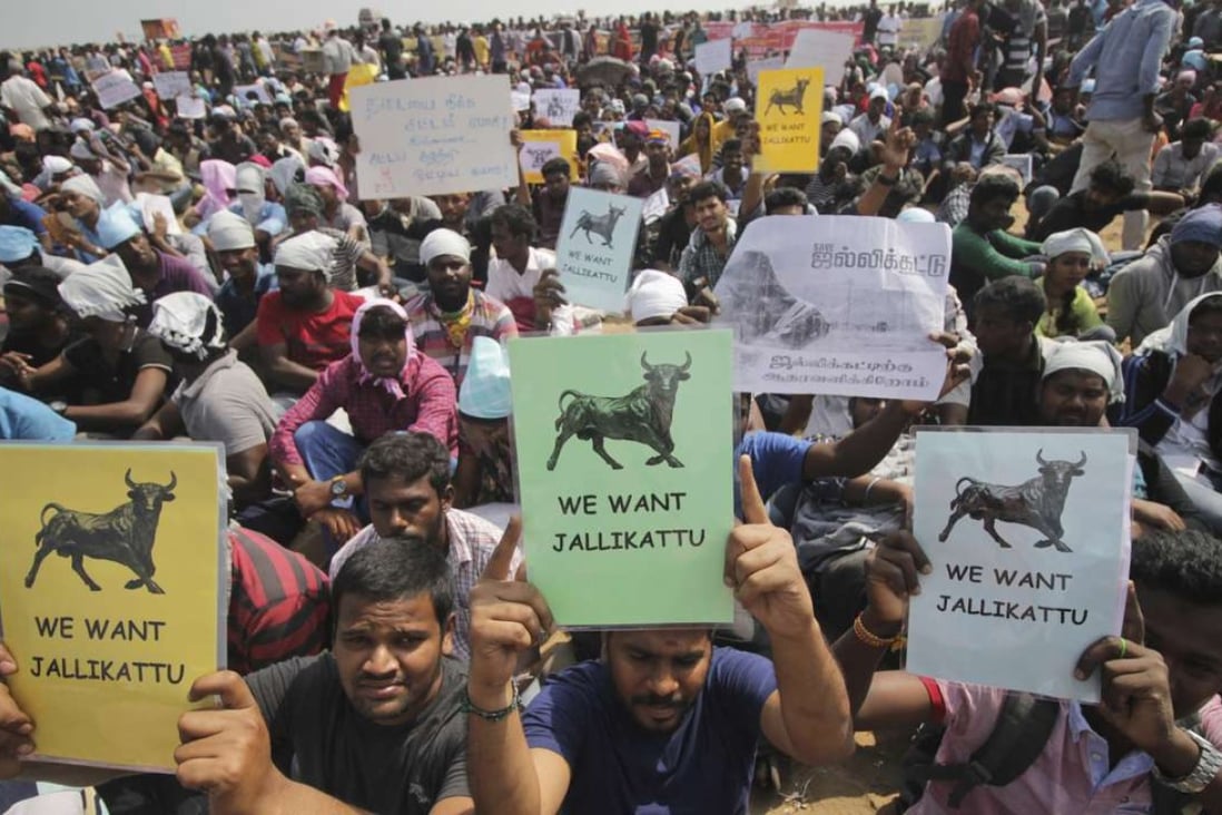 Violence in India as anger over bullfighting ban spreads to Singapore