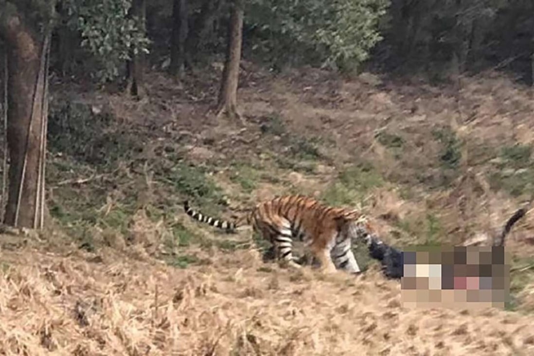 A tiger drags the man away at Ningbo Youngor Zoo. Photo: Supplied