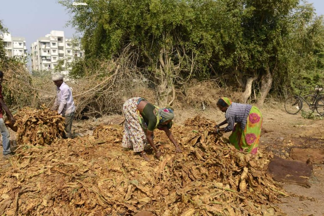 Indian farm workers sort tobacco leaves. India’s rural-urban transition, while well under way, is much less advanced than China’s and could boost India’s productivity for many years to come. Photo: AFP