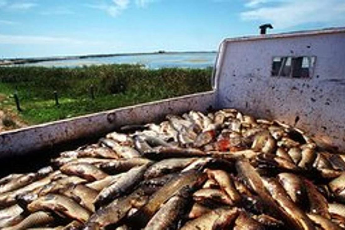 Scientists in Britain have raised concerns about Australia’s A$15 million plan to release a herpes virus in the nation’s largest river system to eradicate carp. Photo: The Guardian