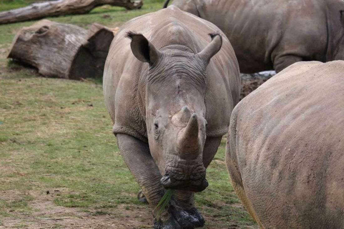 Poachers French zoo, killed this white rhino and sawed off its horn South China Morning Post