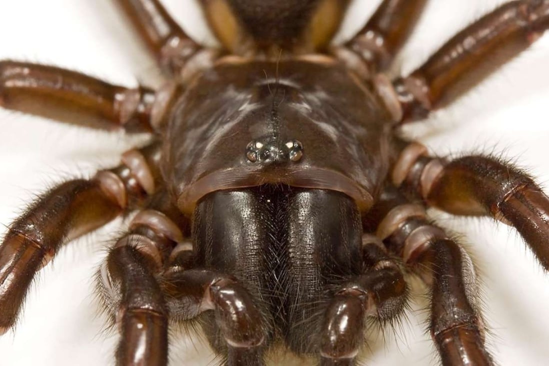 A funnel web spider bite can kill a human in 15 minutes. Photo: AFP