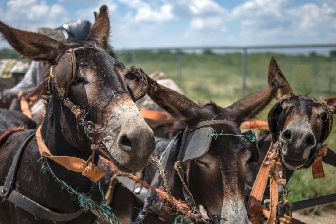 Demand for traditional Chinese medicine fuelling rising slaughter of