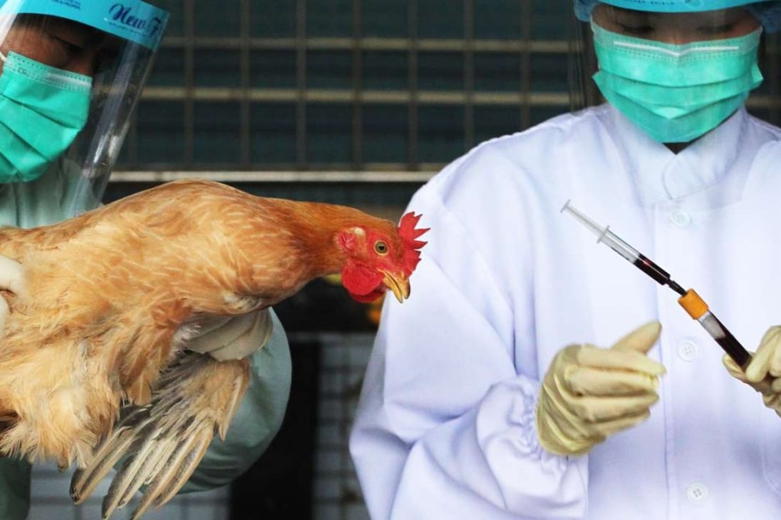 Live poultry imports are checked for bird flu infection. Photo: Felix Wong