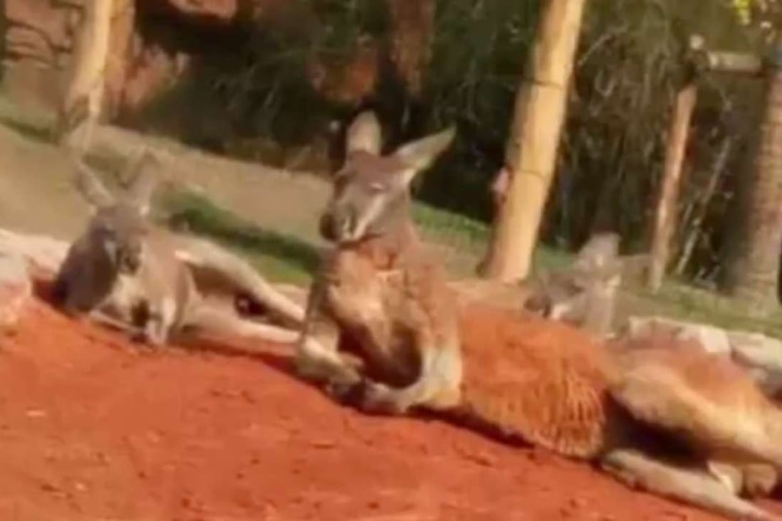 A zoo visitor was upset the kangaroos weren’t more active. Photo: Handout