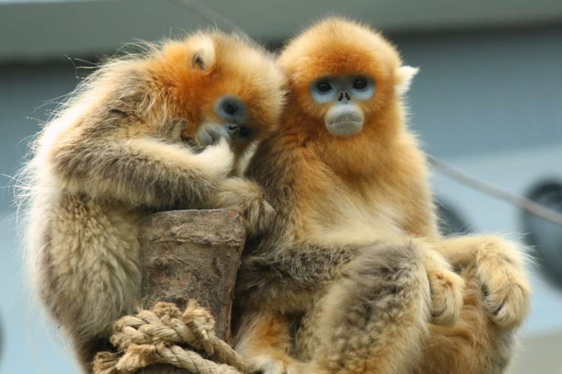 Golden snub-nosed monkeys are mainly found in Sichuan province and nearby provinces. Photo: Handout