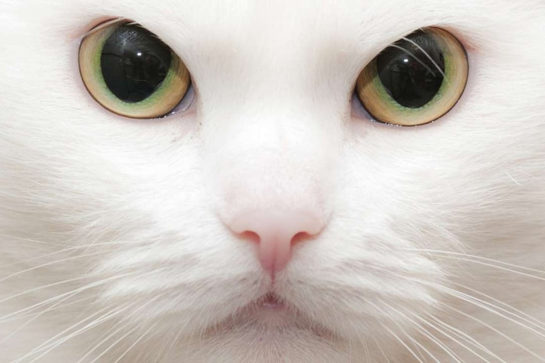 What’s behind those eyes? Author Thomas McNamee offers some insights in his new book, The Inner Life of Cats: The Science and Secrets of Our Mysterious Feline Companions.