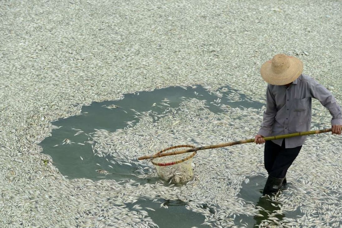 A file picture of a man clearing dead fish from a polluted stretch of river in Wuhan in Hubei province. Photo: AFP