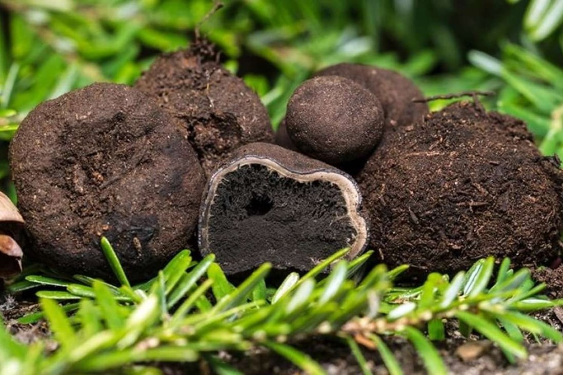 This 2014 photo provided by the University of New Hampshire shows E. barletti, a species of truffle discovered by researchers with the New Hampshire Agricultural Experiment Station. The species is named for Josiah Bartlett, a signer of the US Declaration of Independence and New Hampshire’s first governor. Photo: University of New Hampshire via AP