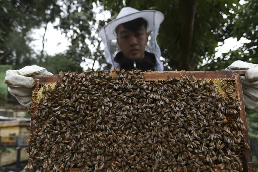 Maurise Tse at his family’s ForMe Honey apiary in Tuen Mun. Pictures: Jonathan Wong