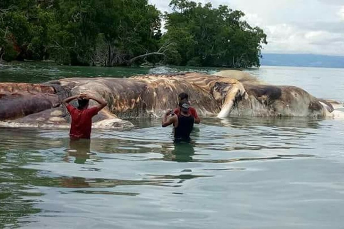 Mysterious decomposing creature that was discovery on the island of Seram, Indonesia. Photo: Twitter