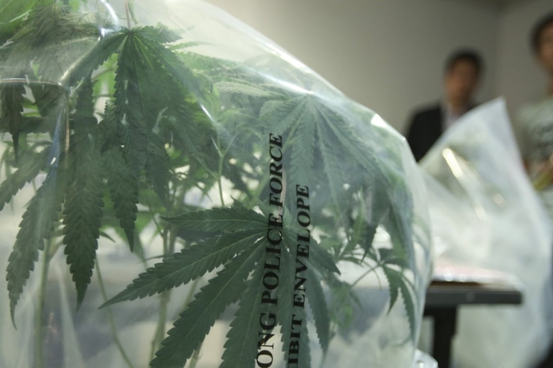 Officers display some of the marijuana plants seized from the two factory units. Photo: Sam Tsang