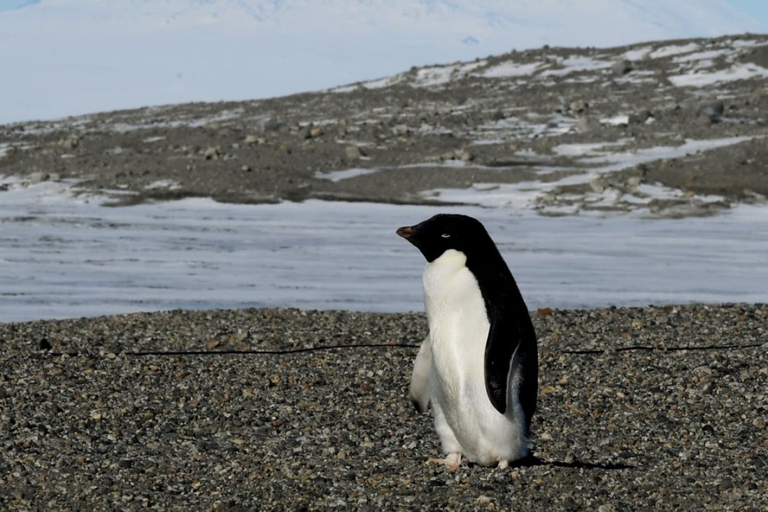 An Adelie penguin at the New Harbor research station near McMurdo Station in Antarctica. Global warming has caused ice to melt faster than normal in the Antarctic, and some parts of the continent are turning green. Photo: AFP