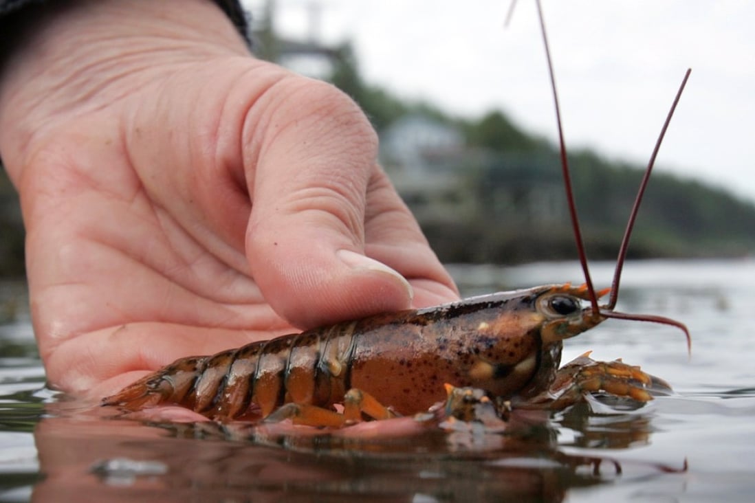 In this file photo, a scientist releases a juvenile lobster while doing research on Orr's Island in Harpswell, Maine. The US lobster industry believes it will lose out once a deal between Canada and the EU goes into effect. Photo: AP