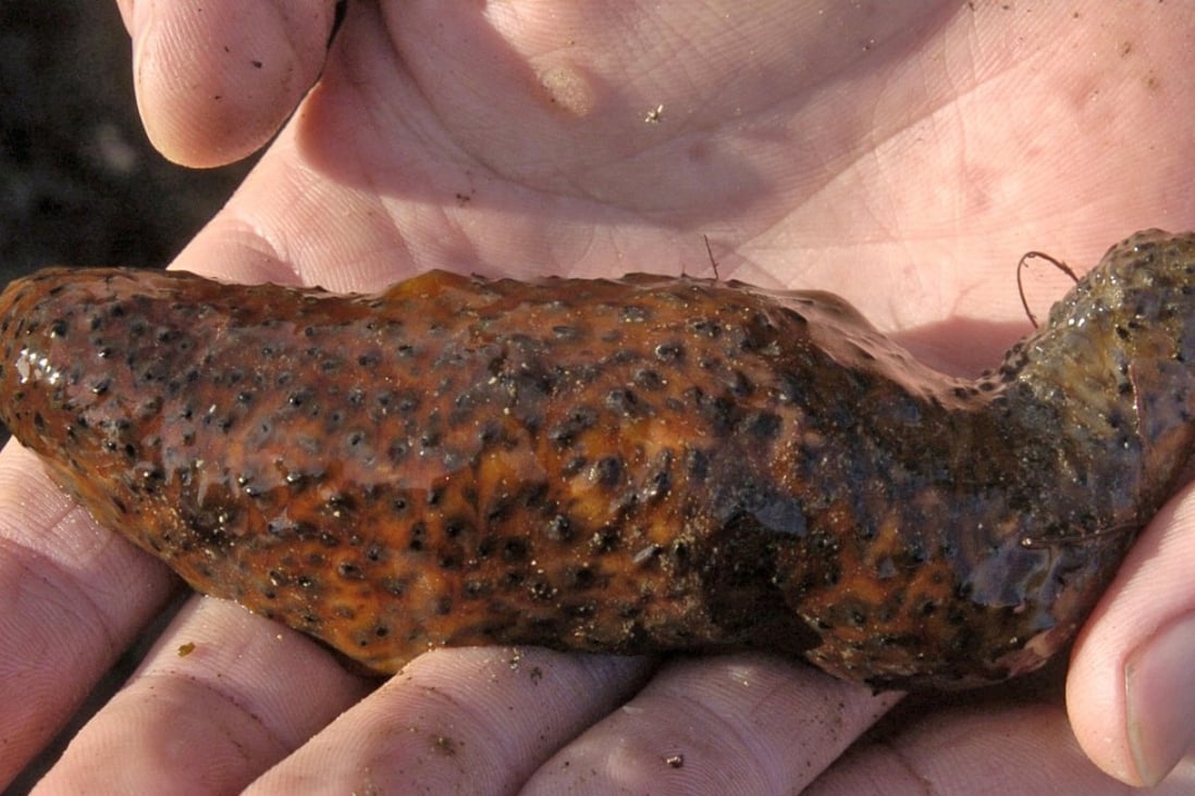 A sea cucumber from the tide pools at Cabrillo Beach in the San Pedro section of Los Angeles. Photo: AP