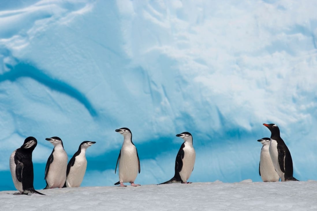Penguins in Antarctica. China joined the Antarctic Treaty in 1983. Photo: AFP
