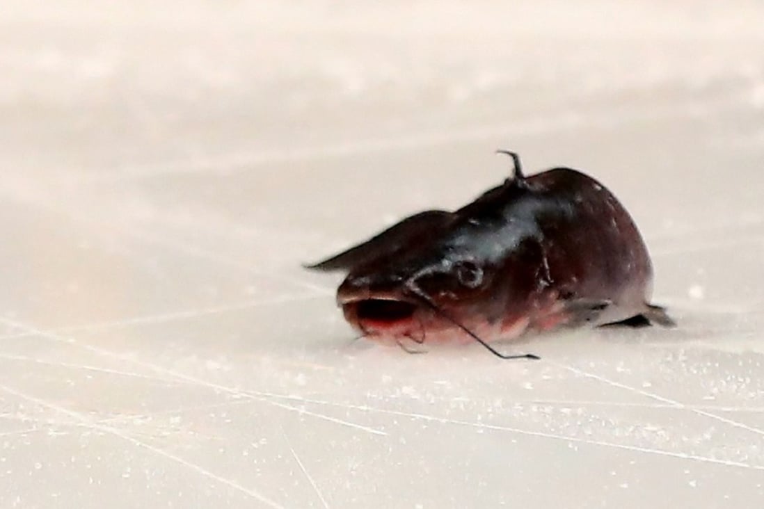 A catfish that was thrown on the ice prior to game two of the Western Conference Final between the Nashville Predators and the Anaheim Ducks. Photo: AFP