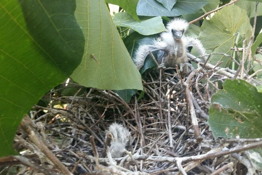 Hatchlings and eggs are believed to have fallen from branches during the pruning operation. Photo: Facebook