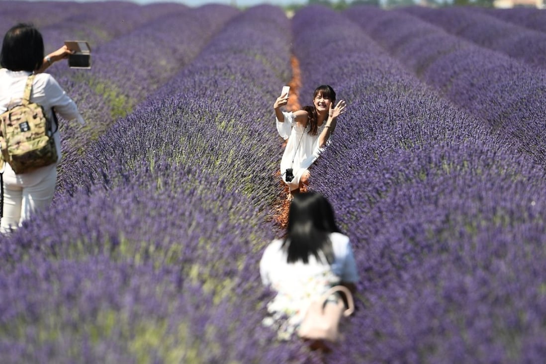 Chinese tourists taking pictures during a trip to a lavender field in Valensole in southern France earlier this month. Photo: AFP