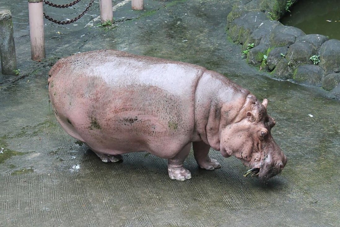 Bertha in her enclosure in Manila zoo. Photo: AFP