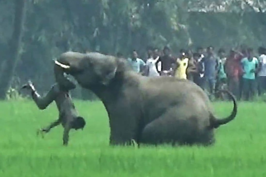 Tigers and elephants kill one person a day in India amid squeeze on