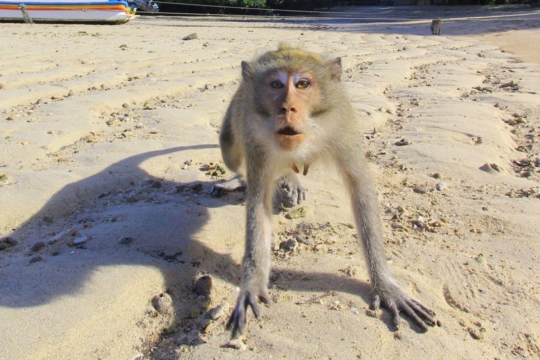 A monkey at Bama beach in Situbondo, Indonesia. Photo: Reuters