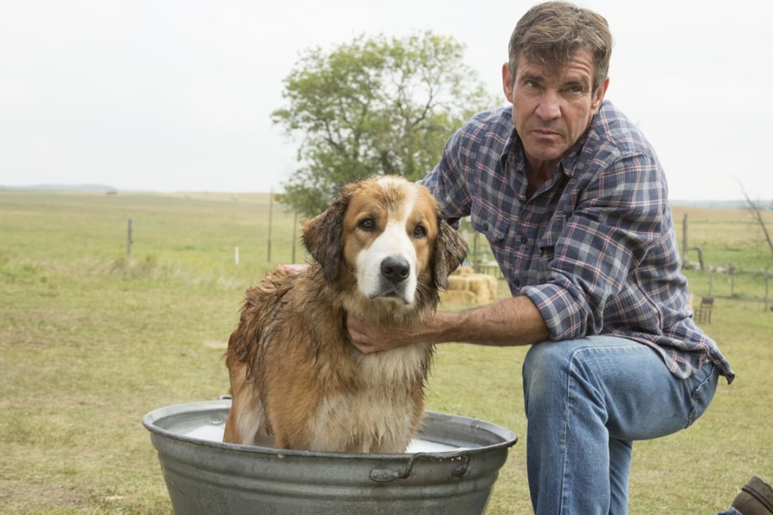 Dennis Quaid and one of several dogs featured in A Dog’s Purpose (category IIA), directed by Lasse Hallström. Photo: Joe Lederer
