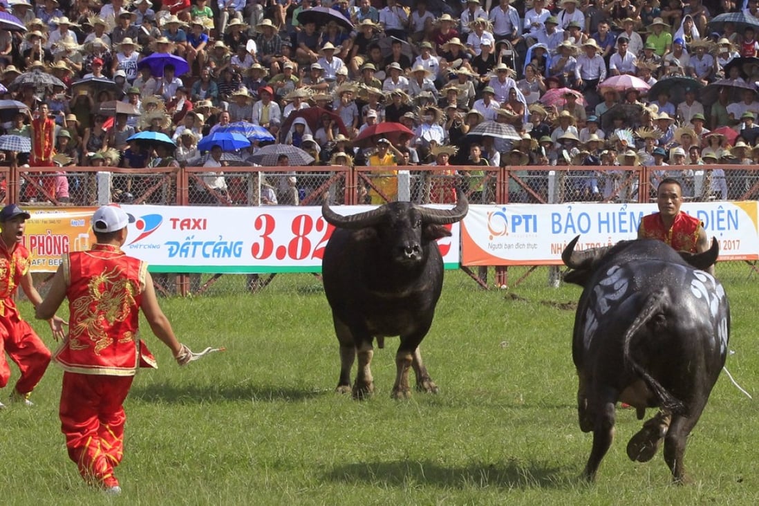 Buffalo fighting resumes in Vietnam despite safety following death of owner | South China Morning Post