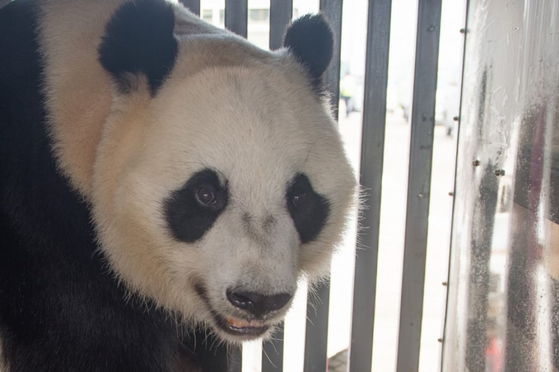 Hu Chun, the female giant panda, will be housed in a safari zoo with the male Cai Tao. Photo: Xinhua/Du Yu