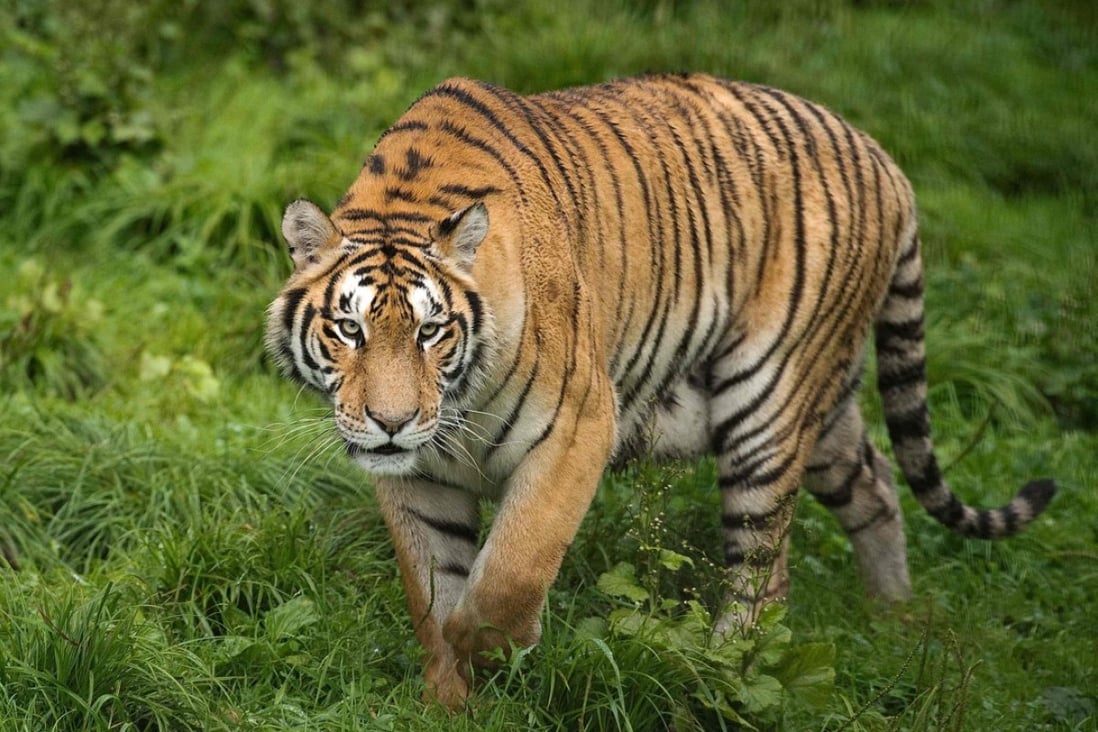 A resident of the Hengdaohezi Siberian Tiger Park in Heilongjiang province goes for a prowl. Chinese rangers and conservationists are working to increase the big cats’ population in the wild. Photo: AFP