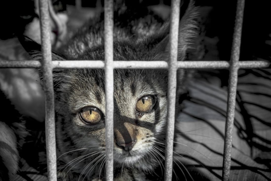 The Hong Kong government received 4,318 abandoned dogs and cats last year. Photo: Shutterstock
