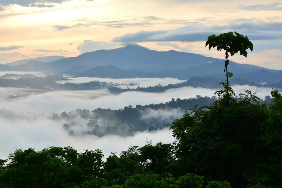 Untouched jungle in Sabah on the island of Borneo, one of the few remaining forested areas that have so far managed to avoid the loggers’ bulldozers. Photo: Shutterstock