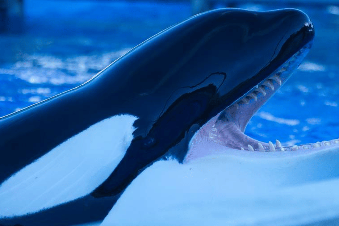 New Zealand scientists alarmed at captive orcas' teeth | South China