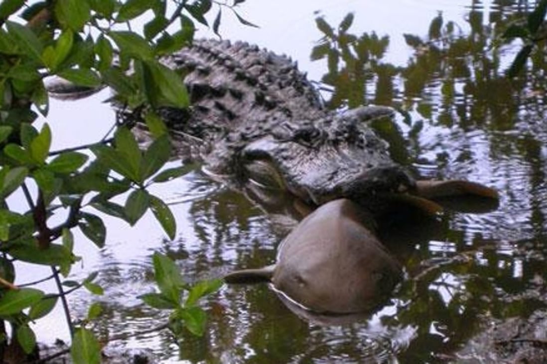 Alligator vs shark study reveals top predators are eating each other