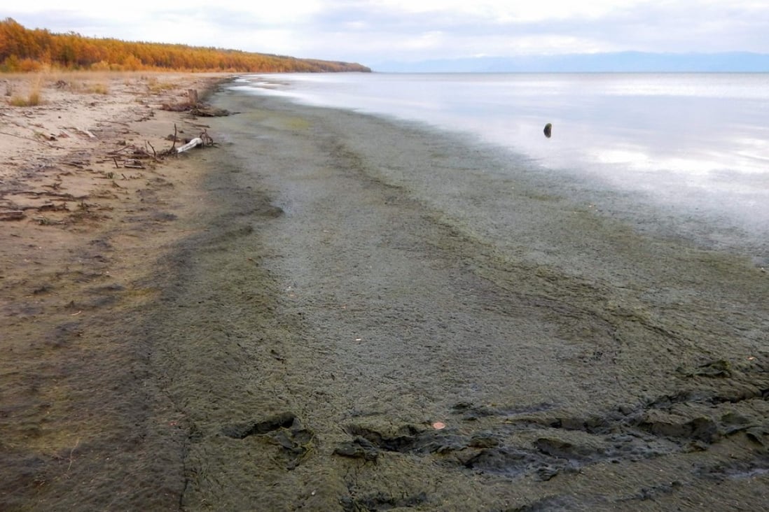 The shoreline of Lake Baikal in Russian Siberia is covered by rotting Spirogyra algae. Lake Baikal is undergoing its gravest crisis in recent history, experts say. Photo: Agence France-Presse / Russian Academy of Sciences' Limnological Institute in Irkutsk / Oleg Timoshkin