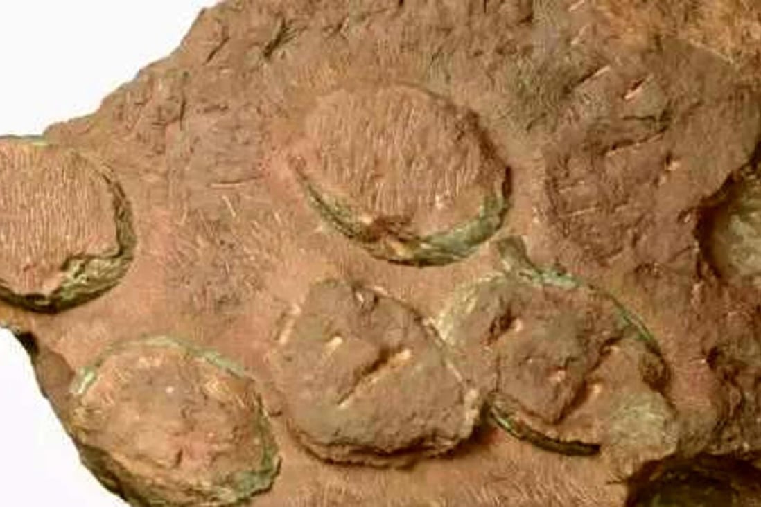 The fossilised eggs date back to the late Cretaceous period. Photo: Ifeng.com