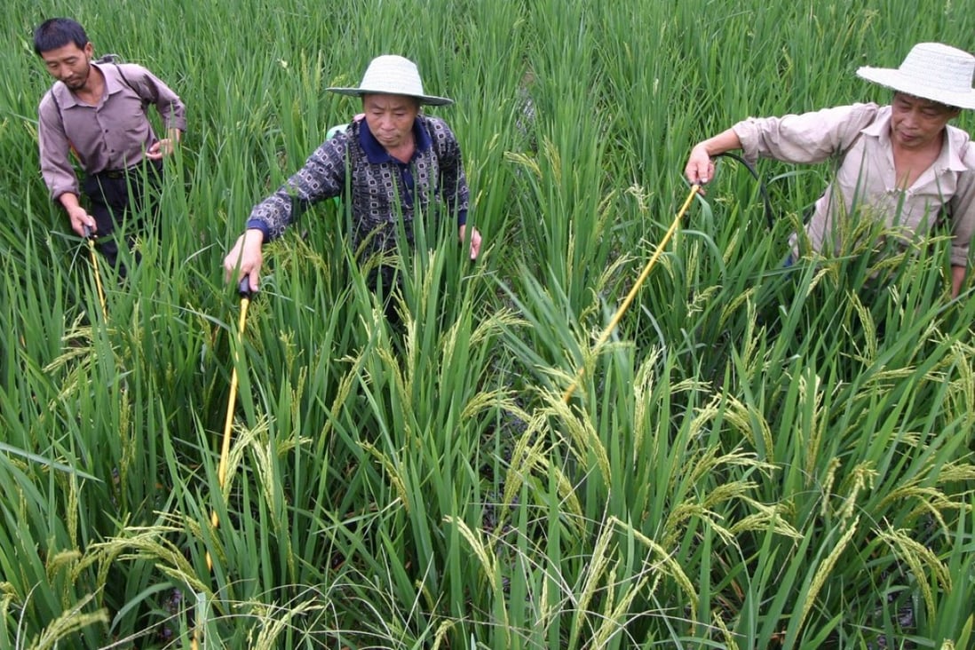 Farmers spray pesticide in a rice field in Yongchuan in southwest China's Chongqing municipality. Photo: AFP